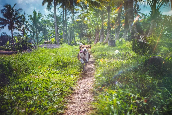 Beaglehund i naturen bland risfälten, ön Bali. — Stockfoto
