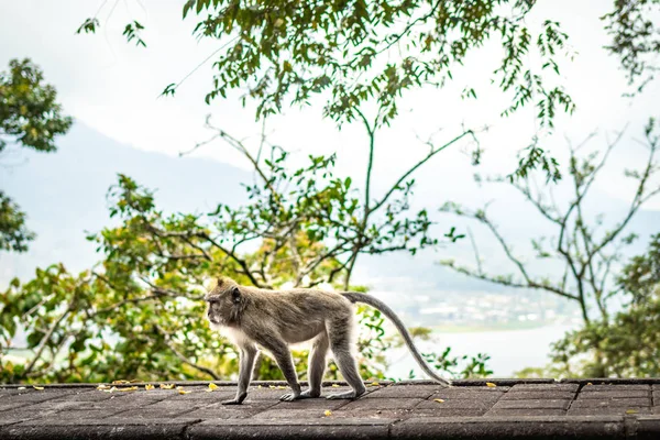 Смішні мало макака на тлі природи. Острів Балі. — стокове фото