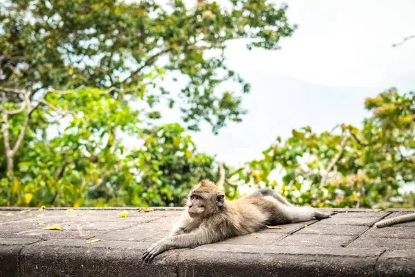 A funny little macaque on the nature background. Bali island. — Stock Photo, Image