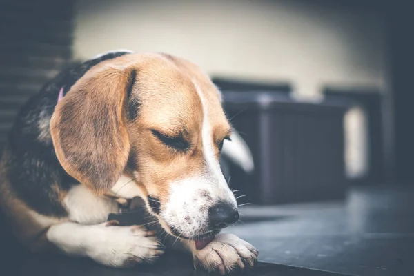 Närbild porträtt av beaglehund. — Stockfoto