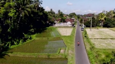 Pirinç tarlaları tropikal Adası Bali Ubud bölgesinde üzerinde uçan Hd hava dron ayak.