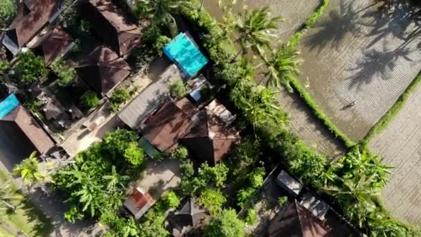 Záběry letecké dron HD létání přes rýžová pole v Ubud oblasti, tropický ostrov Bali. — Stock video