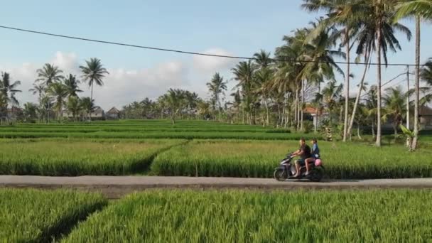 4 k hava uçak görüntülerini iki turist aracılığıyla yerel Ubud Town Bali Adası, Endonezya yemyeşil yeşil pirinç paddies motosiklet sürme. Yemyeşil Bali kırsal yoluyla scooter sürme kadın ve genç adam — Stok video