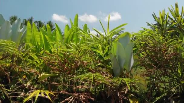 4K vue aérienne du beau paysage tropical. Bali île . — Video