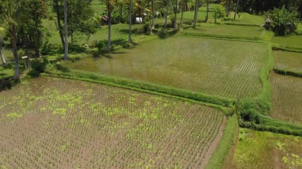 4 k z lotu ptaka piękny tropikalny krajobraz. Wyspa Bali. — Wideo stockowe