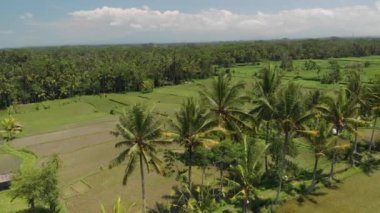 4 k hava manzara güzel tropikal peyzaj. Bali Adası.