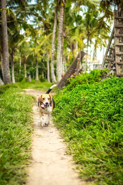 Portrait of happy cute beagle dog in tropical nature. Bali island.