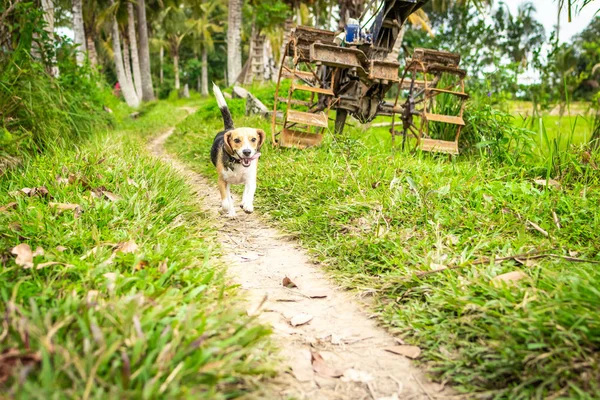 Porträtt av glad söt beaglehund i tropisk natur. Ön Bali. — Stockfoto