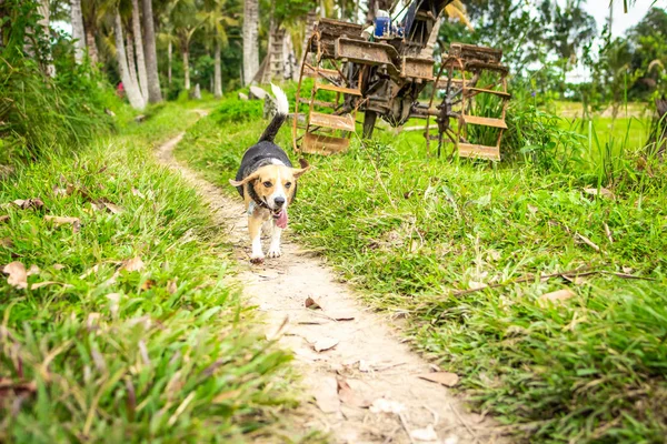 Portrait of happy cute beagle dog in tropical nature. Bali island.