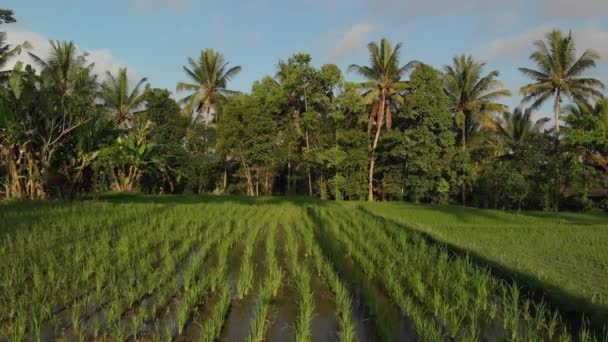 Vídeo de vuelo aéreo de 4K del paisaje de selva tropical al atardecer. Imágenes de drones 4K sin edición. Isla de Bali . — Vídeo de stock