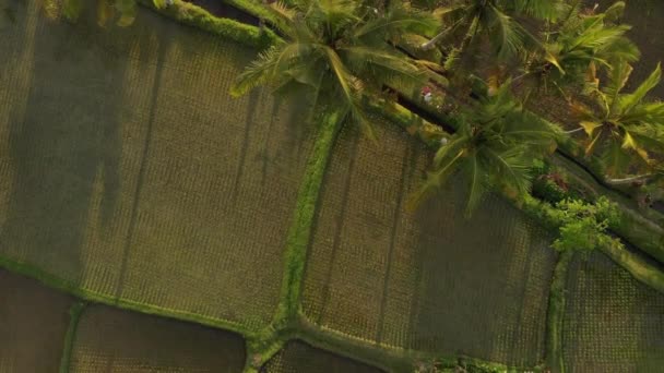4K vista aérea volando video de pareja joven luna de miel con perro pequeño en la selva de la isla de Bali, campos de arroz. Concepto de vacaciones tropicales en Indonesia . — Vídeo de stock