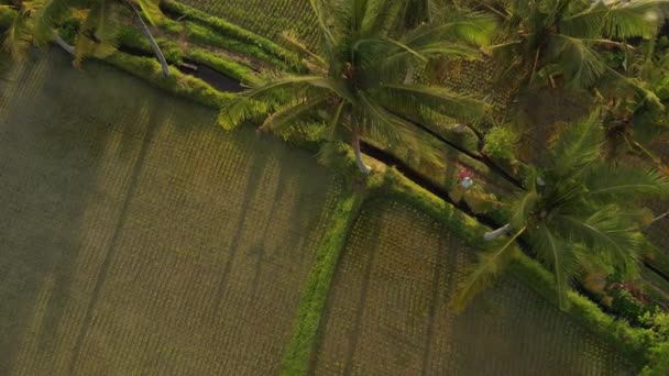 4K aerial view flying video of young honeymoon couple with small dog in the jungle of Bali island, rice fields. Tropical vacation in Indonesia concept. — Stock Video