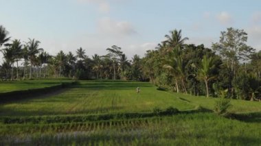 Bali, Endonezya - Eylül 30, 2018:4 k hava dron video pirinç tarlaları ile tropikal peyzaj uçan. Bali Adası.