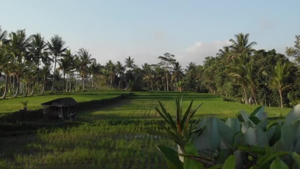 БАЛИ, ИНДОНЕЗИЯ - 30 СЕНТЯБРЯ 2018 г.: 4 тыс. летающих беспилотников с видео тропического ландшафта с рисовыми полями. Бали . — стоковое видео