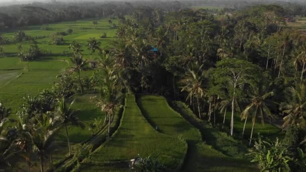 4K aerial drone flying video of tropical landscape with rice fields. Bali island. — Stock Video