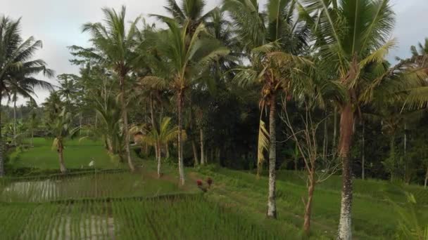4k letecké létající video z rainforest džungle krajina při západu slunce. 4 k drone záběrů bez úprav. Ostrov Bali. — Stock video