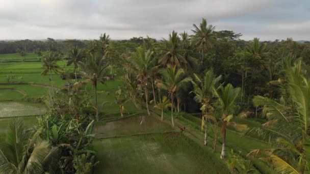 Vídeo de vuelo aéreo de 4K del paisaje de selva tropical al atardecer. Imágenes de drones 4K sin edición. Isla de Bali . — Vídeo de stock