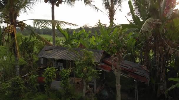 Vídeo aéreo de voo 4K da paisagem da selva da floresta tropical ao pôr-do-sol. Imagens de drones 4K sem edição. Ilha de Bali . — Vídeo de Stock