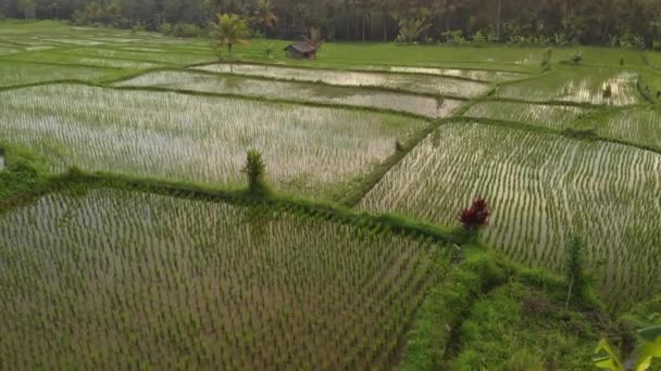Vídeo de vuelo aéreo de 4K del paisaje de selva tropical al atardecer. Imágenes de drones 4K sin edición. Isla de Bali . — Vídeo de stock
