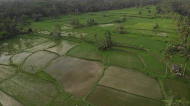 4k Hava yağmur ormanları orman manzara video günbatımı zaman uçan. hiçbir düzenleme ile 4 k dron görüntüleri. Bali Adası.