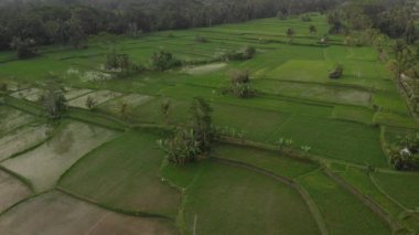 4k Hava yağmur ormanları orman manzara video günbatımı zaman uçan. hiçbir düzenleme ile 4 k dron görüntüleri. Bali Adası.