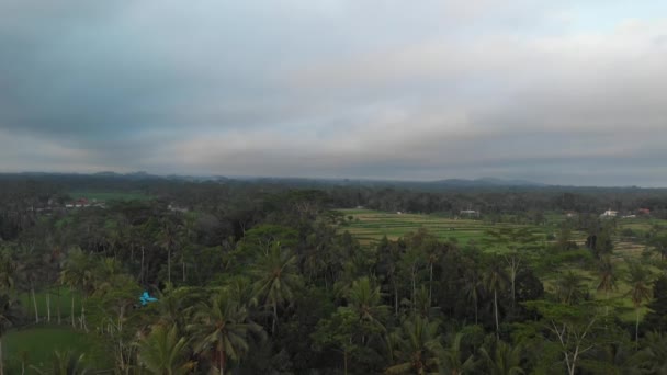 Vídeo aéreo de voo 4K da paisagem da selva da floresta tropical ao pôr-do-sol. Imagens de drones 4K sem edição. Ilha de Bali . — Vídeo de Stock