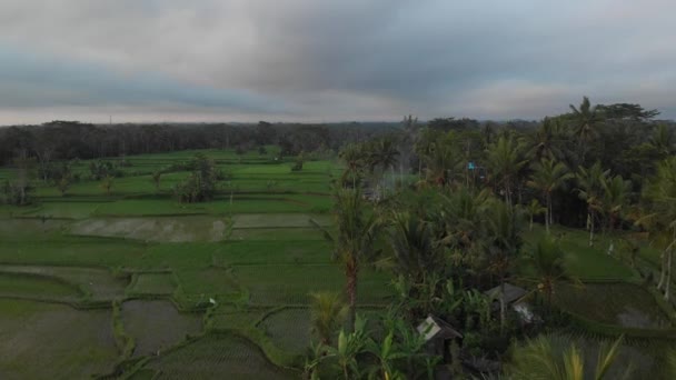 4k légi repülő videó az esőerdők dzsungel táj, naplemente idő. 4 k drone felvételek nélkül szerkesztést. Bali szigetén. — Stock videók