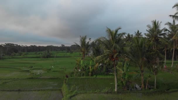 4K aerial flying video of rainforest jungle landscape at sunset time. 4K drone footage with no editing. Bali island. — Stock Video