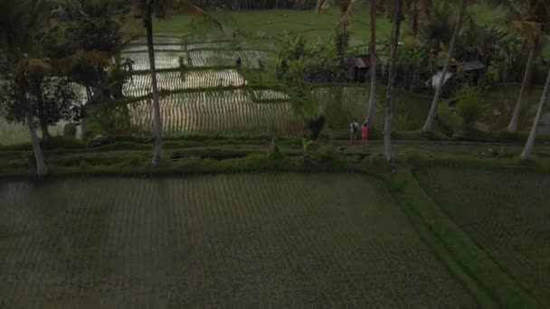 4K aerial view flying video of young honeymoon couple with small dog in the jungle of Bali island, rice fields. Tropical vacation in Indonesia concept. — Stock Video