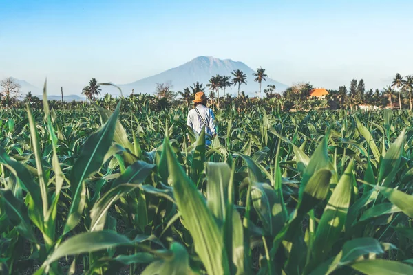 Mujer joven viajera turística con sombrero de paja en el campo de maíz en un fondo de volcán Agung al atardecer. La isla de Bali. Monte Agung . — Foto de Stock