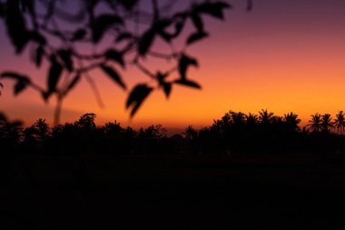 Bali Adası tropik gün batımında palmiye ağaçlarının silüeti.
