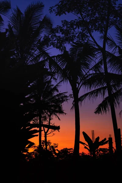Силует пальм в тропічних захід сонця на острові Балі. — стокове фото