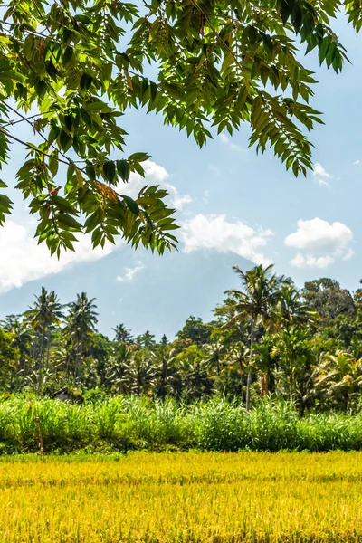 Hermoso paisaje verde del volcán Agung en la isla de Bali . — Foto de Stock