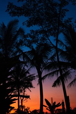 Bali Adası tropik gün batımında palmiye ağaçlarının silüeti.