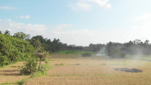 Zielone Tło Latanie Drone Wideo Pola Ryżu Wyspie Bali Żółty — Wideo stockowe