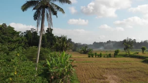 Yeşil arka plan. 4k pirinç alan dron video Bali Adası'nda uçan. Yeşil ve sarı manzara. Pirinç çiftlik, çim, doğa. — Stok video