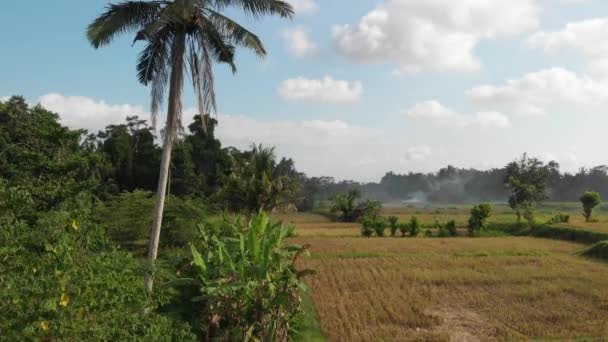 Grön bakgrund. 4k flygande drönare video av risfält på ön Bali. Gröna och gula landskap. Rice farm, gräs, natur. — Stockvideo