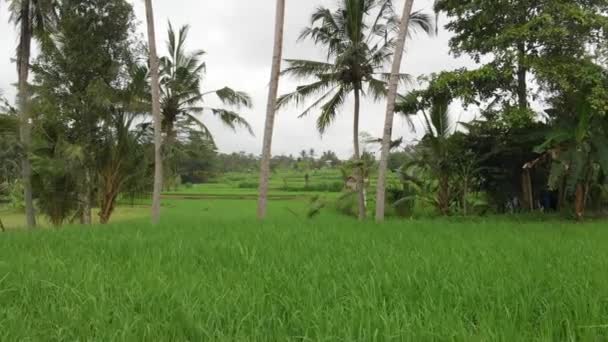 Groene achtergrond. 4k drone video van rijst veld vliegen op Bali eiland. Groene en gele landschap. Rijst-boerderij, gras, natuur. — Stockvideo