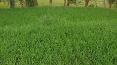 Yeşil arka plan. 4k pirinç alan dron video Bali Adası'nda uçan. Yeşil ve sarı manzara. Pirinç çiftlik, çim, doğa.