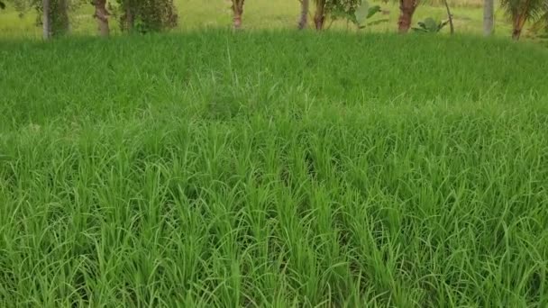 Green background. 4K flying drone video of rice field on Bali island. Green and yellow landscape. Rice farm, grass, nature. — Stock Video