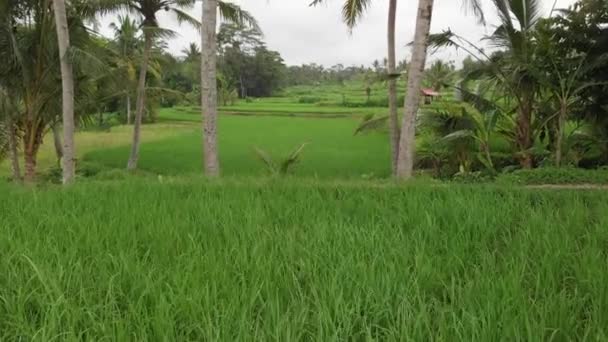 Fondo verde. Vídeo de drones voladores 4K del campo de arroz en la isla de Bali. Paisaje verde y amarillo. Granja de arroz, hierba, naturaleza . — Vídeos de Stock