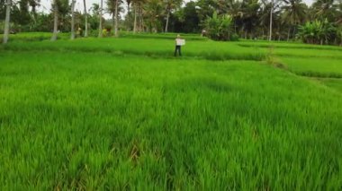 Genç kadın kırmızı şapka ve beyaz tahta el yazısı metin ile dron video uçan tropikal yeşil arka plan üzerinde mutlu Noeller. Bali Adası, Asya, Endonezya Xmas selamlar.