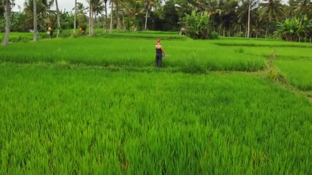 Vliegende drone video van jonge vrouw met rode hoed en whiteboard met handgeschreven tekst vrolijk kerstfeest op een tropische groene achtergrond. Xmas groeten uit Bali eiland, Azië, Indonesië. — Stockvideo