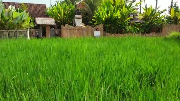 Junge Frau mit Whiteboard mit Textreise. Reisekonzept, fliegende Drohnen. Grüner Hintergrund. bali-Insel. — Stockvideo