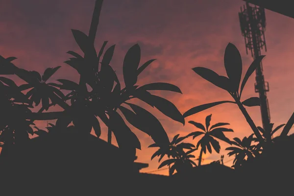 Silhouette di palme da cocco all'ora del tramonto. Isola di Bali . — Foto Stock