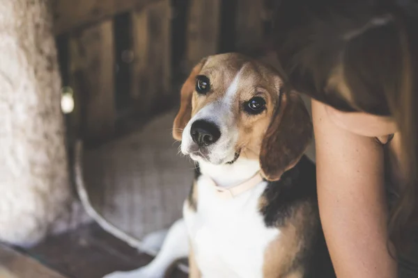 Närbild porträtt av ung kvinna med hennes söta beaglehund i lusthuset. — Stockfoto