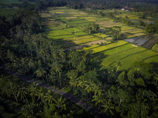 Foto aérea vista superior del avión no tripulado volador sobre el campo de arroz en Ubud, isla de Bali . — Foto de Stock