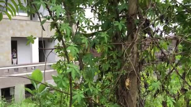 버려진된 호텔, 발리 섬에에서 걷는 여자. — 비디오