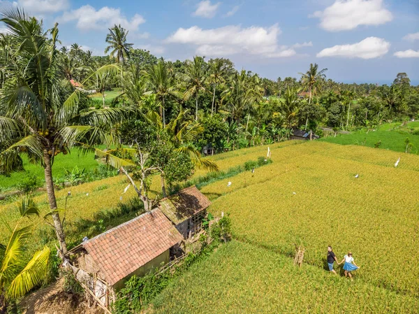 Pareja joven de hombre y mujer en un campo de arroz, concepto de vacaciones en Bali. Países Bajos . — Foto de Stock