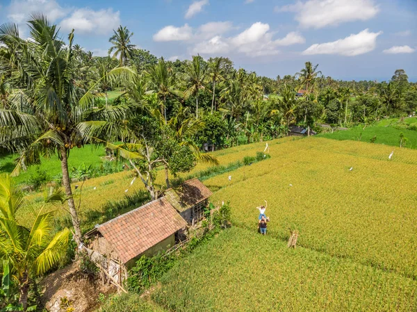 Pareja joven de hombre y mujer en un campo de arroz, concepto de vacaciones en Bali. Países Bajos . — Foto de Stock